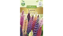 Lupinus polyphyllus 'Prachtmischung'