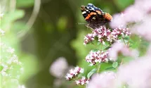 Origanum majorana
