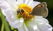 Insektenweide