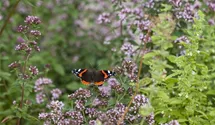 Insektenweide