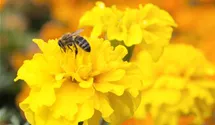 Insektenweide
