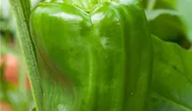 Capsicum annuum 'Bendigo F1'
