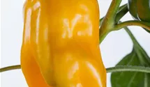 Capsicum annuum 'Feher'