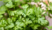 Petroselinum crispum 'Gigante di Napoli'