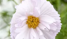 Cosmos bipinnatus 'Cupcakes Mix'