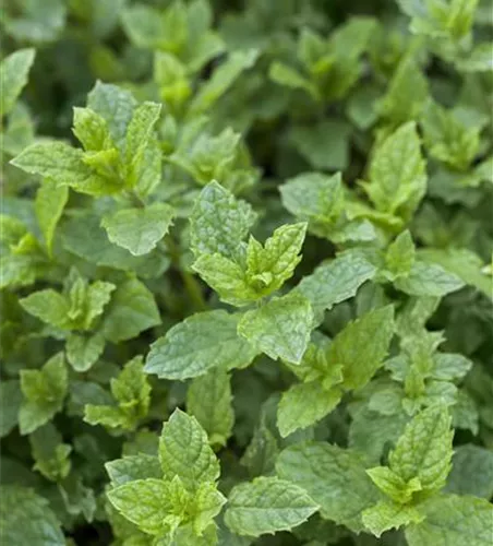 Mentha spicata 'Hugo'