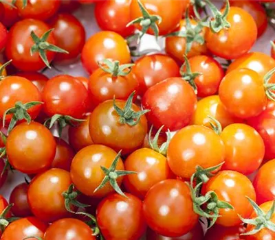 Solanum lycopersicum Cocktailtomate