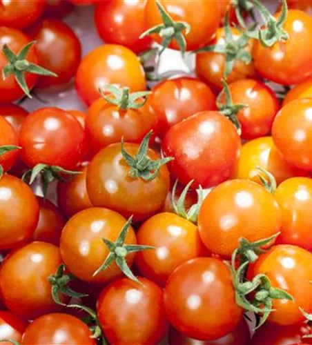 Solanum lycopersicum Cocktailtomate