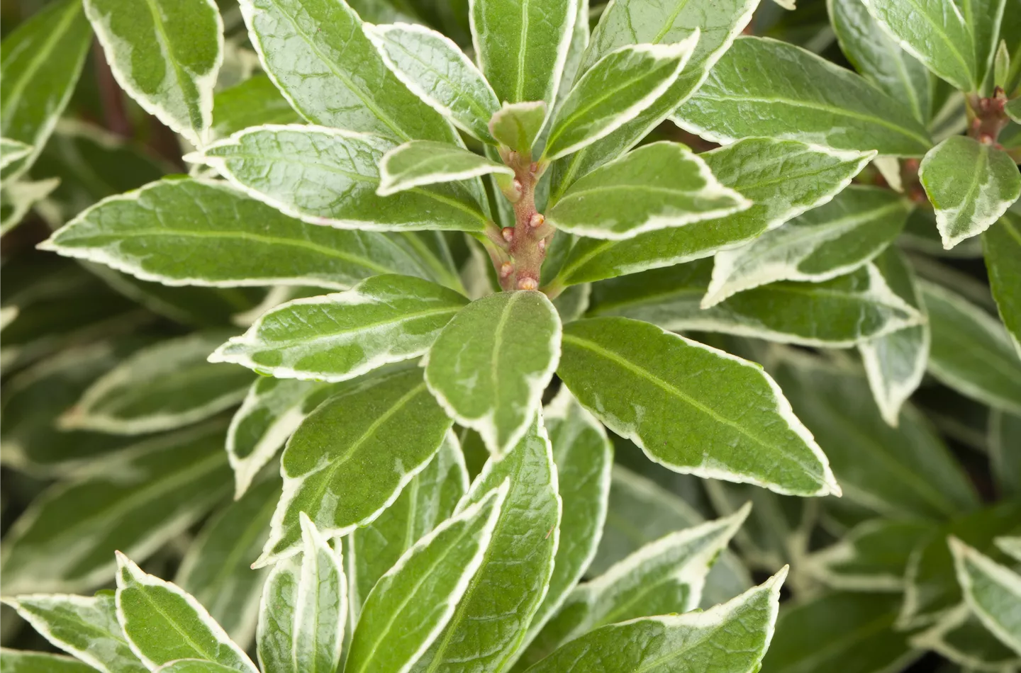 Rhododendron 'Germania'®