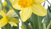Narcissus cyclamineus 'Jetfire'