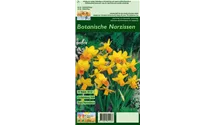 Narcissus cyclamineus 'Jetfire'