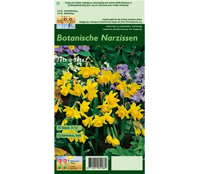 Alpenveilchenartige Garten-Narzisse 'Tête à Tête'