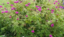 Geranium psilostemon