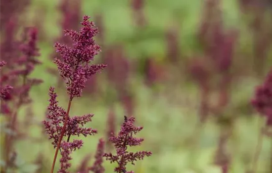 Arends Garten-Prachtspiere 'Glut'