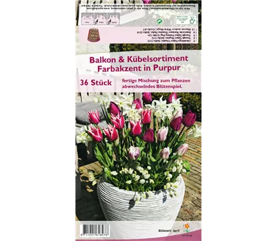 Balkon-& Kübelsortiment 'Farbakzent in Purpur'