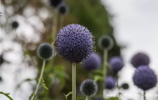 Banater Kugeldistel