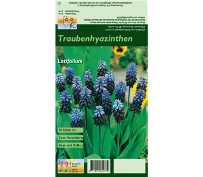 Breitblättrige Traubenhyazinthe