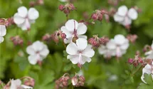 Geranium x cantabrigiense 'Biokovo'