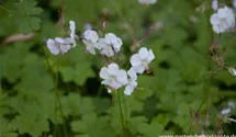 Geranium x cantabrigiense 'Biokovo'