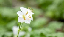 Geranium x cantabrigiense 'Biokovo'