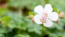 Geranium x cantabrigiense 'Biokovo'