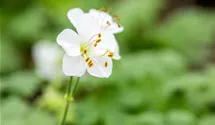 Geranium x cantabrigiense 'Biokovo'