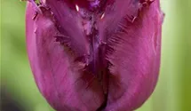 Tulipa 'Gorilla'