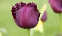 Tulipa 'Gorilla'