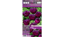 Tulipa 'Gorilla'