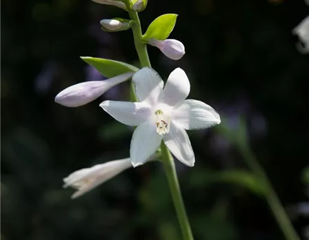 Duftende Garten-Lilien-Funkie 'Guacamole'