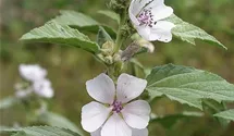 Althaea officinalis