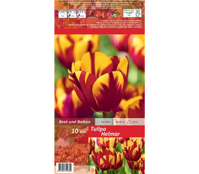 Einfache Tulpe 'Helmar'