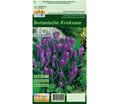 Elfen-Krokus 'Ruby Giant'