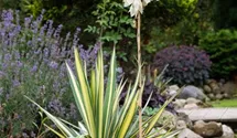Yucca filamentosa