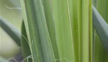 Yucca filamentosa