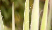 Yucca filamentosa