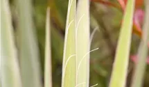 Yucca filamentosa