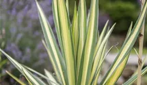 Yucca filamentosa