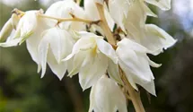 Yucca filamentosa