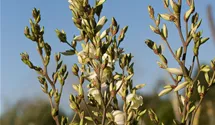 Yucca filamentosa
