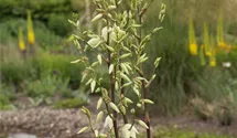Yucca filamentosa