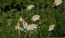 Kalimeris pinnatifida var. hortensis