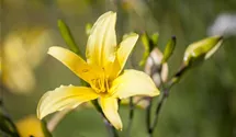 Hemerocallis lilioasphodelus