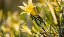 Hemerocallis lilioasphodelus