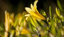 Hemerocallis lilioasphodelus
