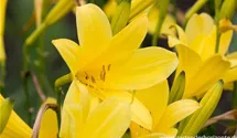 Hemerocallis lilioasphodelus