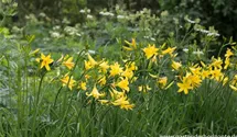 Hemerocallis lilioasphodelus