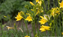 Hemerocallis lilioasphodelus