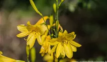 Hemerocallis lilioasphodelus