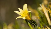 Hemerocallis lilioasphodelus